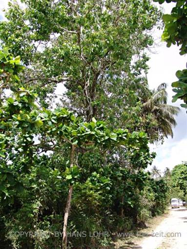 Monkeys and mangroves on Zanzibar, DSC06935b